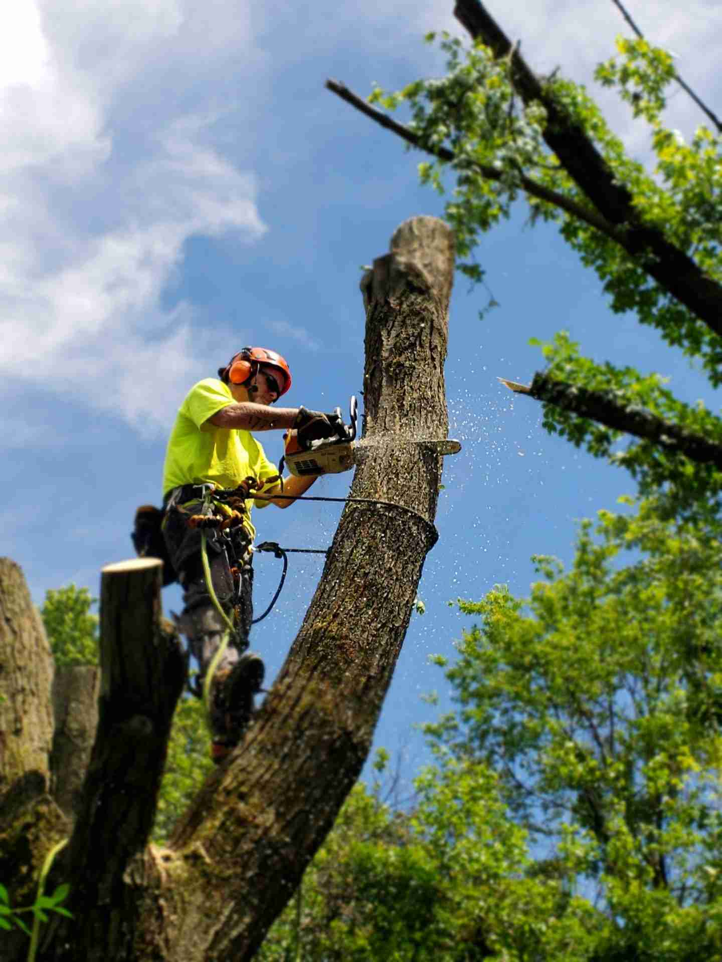 Tree Removal